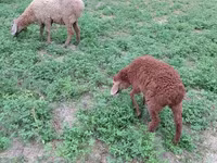 Biri-biri betina, Sheep — foto 5