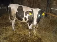 گاو نر, Simmental cattle — عکس 3