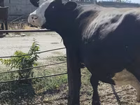 Krava, Russian Black pied cattle — foto 8
