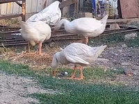 Geese — รูปภาพ 3