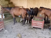 Horse (M), Horses — photo 2