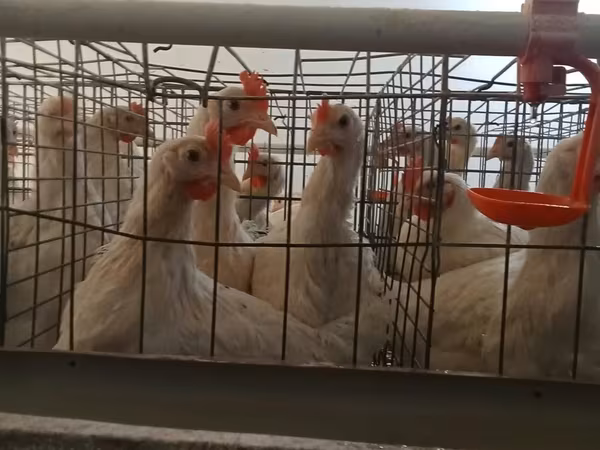 Chickens