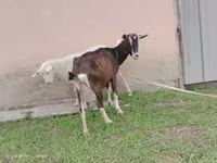 თხა, Alpine goat — ფოტო 1