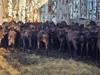 แกะตัวผู้, Hissar sheep — รูปภาพ 5