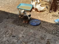 Ducks — zdjęcie 1