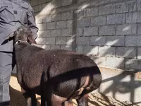 قوچ, گوسفند — عکس 4