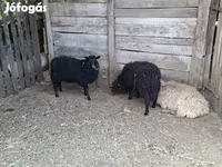 Owca, Baerchuke sheep — zdjęcie 1