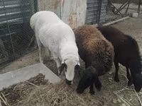 Ram, Arashan sheep — photo 3