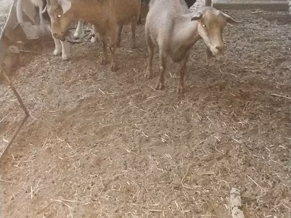 Capra, Capre
