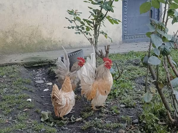 سراما