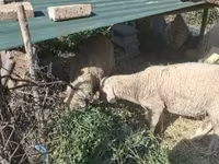 قوچ, Merino sheep — عکس 2