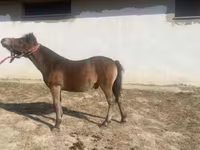 حصان, الخيول — الصورة 3