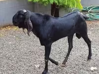 تيس, Beetal goats — الصورة 2