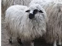 قوچ, Racka sheep — عکس 1
