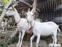 Koza, Saanen goat — foto 8