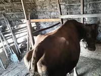 Krava, Simmental cattle — fotografija 4