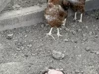 Chickens — zdjęcie 3