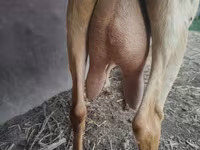 Ямаа, Saanen goat — 4 зураг