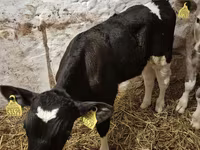 Bik, Simmental cattle — fotografija 5