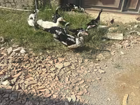 Ducks — عکس 1