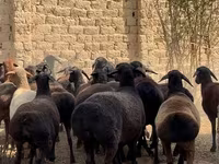 قوچ, گوسفند — عکس 4