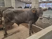 Dibi, Aberdeen-Angus — sawirka 1