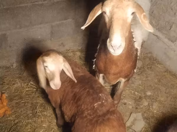 Arashan sheep