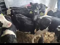 گاو نر, Simmental cattle — عکس 2