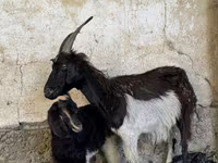بز نر, بز — عکس 3