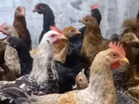 Chickens — عکس 1