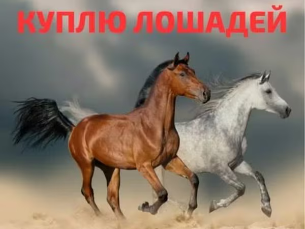 Kuda betina, Horses