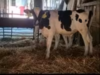 Býk, Russian Black pied cattle — foto 2
