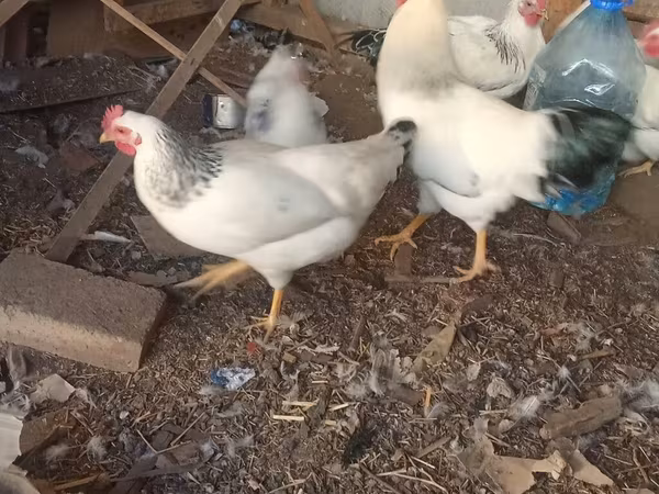 Σάσεξ