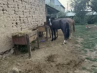 Ngựa đực, Friesian sport horse — ảnh 2