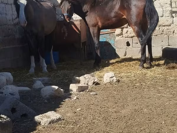 Koń, Konie