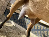Koza, Saanen goat — zdjęcie 5