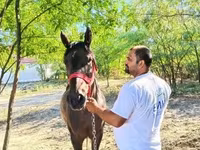 Kuda betina, Horses — foto 5