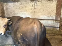ষাঁড়, গরু — ছবি 5