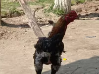 Chickens — 照片 2