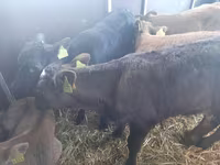 Бик, Simmental cattle — снимка 2