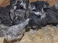 Australorp — 7. fotó