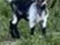 بکرا, Alpine goat — تصویر 8