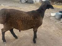 แกะตัวผู้, Rhon sheep — รูปภาพ 6