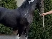 Hingst, Dutch warmblood horse — foto 5
