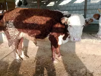 Stier, Simmental cattle — foto 5