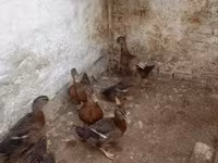 Ducks — عکس 2