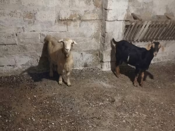 بز نر, بز