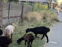 母羊, Sheep — 照片 4