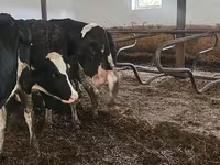 Koe, Russian Black pied cattle — foto 4