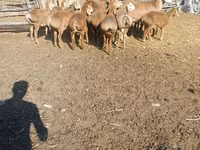 Widder, Arashan sheep — Foto 3